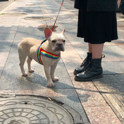 Cooles Regenbogen-Hundegeschirr & Hundeleine LGBTQ Pride