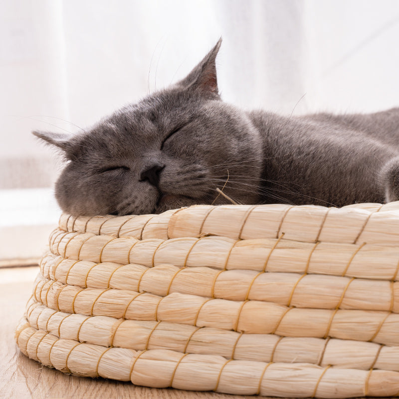 Katzenbett mit schöner Form zum Liegen aus Stroh