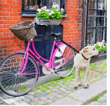 Flexible Fahrradleine für Hunde mit stabiler Halterung